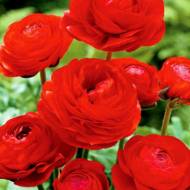 Лютик красный (5/6)