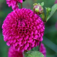 Георгина декоративная Addison June