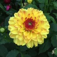 Георгина декоративная Sunny Boy