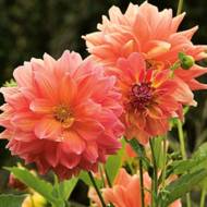 Георгина Декоративная Ace Summer Sunset