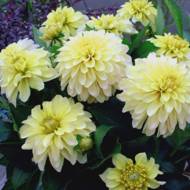 Георгина Галерейная Serenade