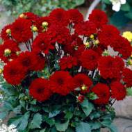 Георгина Галерейная Singer за шт.