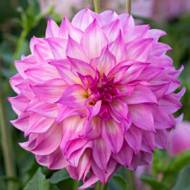 Георгина декоративная Colorado Classic