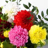 Георгина Комплект с 3-х разных георгин