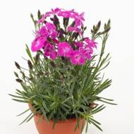 Саженец гвоздики многолетней Динетта Пурпл в контейнере