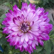 Георгина Who Dun It (декоративная)