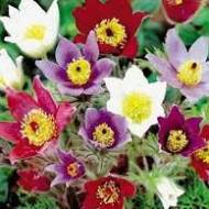 Сон-трава в асортименті в контейнері