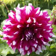 Георгина декоративная Yarra Falls