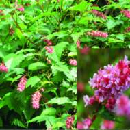 Саджанець Нейлія Affinis