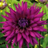 Георгина Оленьи рога Ambition