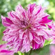 Георгина Декоративная Purple Taihejo