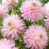 Георгина Оленьи рога Nadia Ruth за шт.