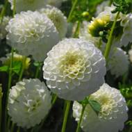 Георгина Помпонная White Aster