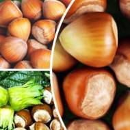 Саженец Набор с 4-х саженцев фундука