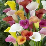 Набор луковиц из 3-х калл