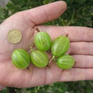 Саженец Крыжовник Родник