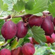 Саженец Крыжовник Хинонмаки Ред