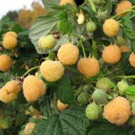 Саженец Малина Утренняя роса