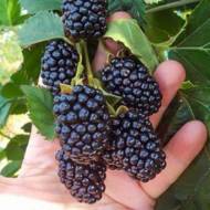 Саженец Ежевика Бжезина