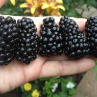 Саженец Ежевика Лох Тей