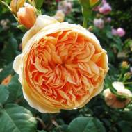 Троянда англійська Принцеса Маргарет