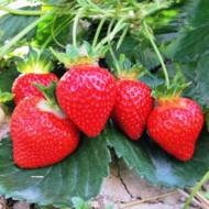 Саженец  Клубника садовая Ромина за 5 шт.