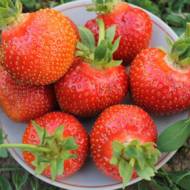 Саженец Клубника садовая Фортуна