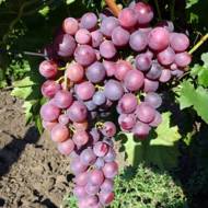 Саженец Виноград Кардинал