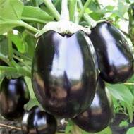 Баклажан Чорний красень за 0,5 г