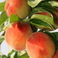 Саженец Персик колонновидный Тотем Садовода