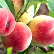 Саженец Персик Фаворит Мореттини