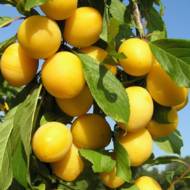 Саженец Слива колоновидная Белая Медовая