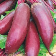 Буряк столовий Опольський