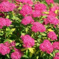 Саджанець Спірея японська Макрофіла в контейнері