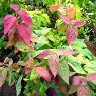 Саджанець Спірея японська Макрофіла в контейнері