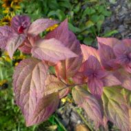 Саженец спиреи японской Макрофила в контейнере