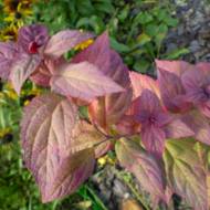 Саженец спиреи японской Макрофила в контейнере