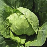 Капуста Голден Бол F1