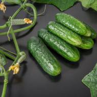 Огурец Циркон F1 за 10 сем.
