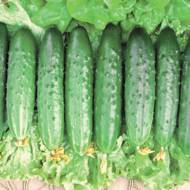 Огурец Клавдия за 0,4 г