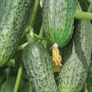 Огурец Андрус за 0,5 г