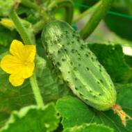 Огурец Тополек F1 за 0,5 г