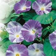 Ипомея смесь Арлекин полосатая за 1 г