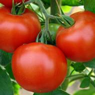 Томат Ламантин за 10 сем.