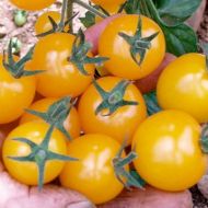 Томат Золотой орех за 0,1 г