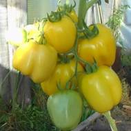 Томат Пустотелый белый за 0,1 г