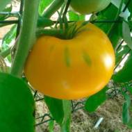 Томат Мечта-2 за 0,1 г