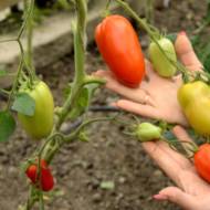 Томат Хайпил 108 за 10 сем.