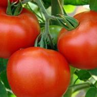 Томат Андромеда за 0,1 г