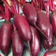 Буряк столовий Атаман